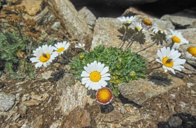 Skalnička alpinka