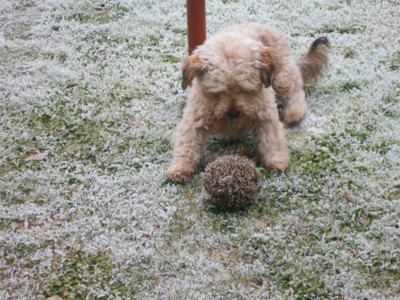 Opatrně,  píchá to.