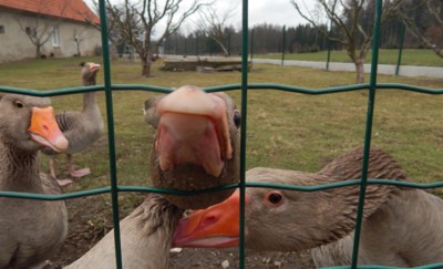 Ach jo, zakroutili mi krčkem !......Aprííííííl.....:))