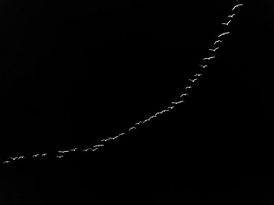 Letěly husičky letěly z vysoka*