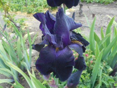 Tmavý iris