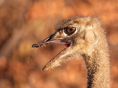 Pepa se nechtěl fotit