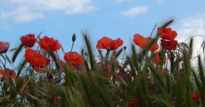 Červená záplava..