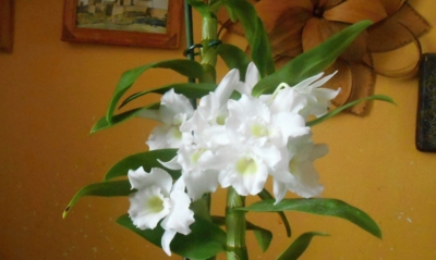 Potěcha pro oko-dendrobium