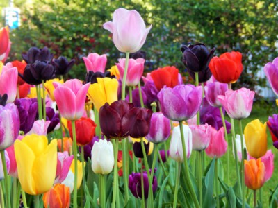 ...než odkveteme...