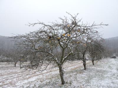 Jabloň v únoru