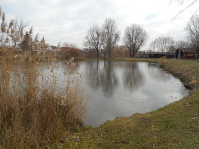 Rybníček v zimě