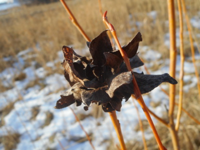 Vypadá jako růže .