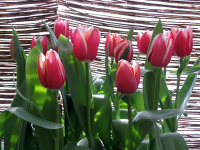 I tulipány už se objevují