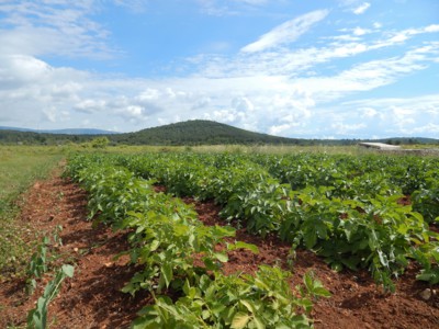 Hvarský Říp...:))