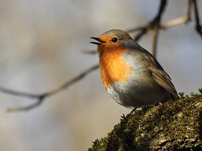 Tichounce cinká ... vábí