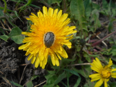 tohoto broučka neznám