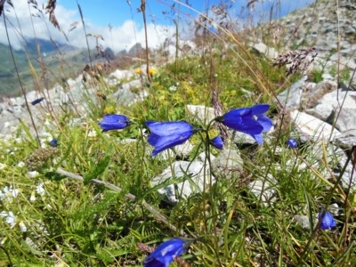 Zvonkohra v Rochers de Naye