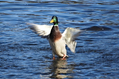 Kdo to ví, odpoví...
