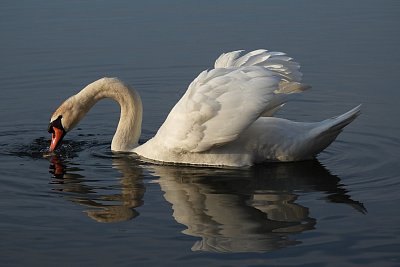Pán Zlatého jezera