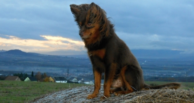 Balík slámy, to miluju