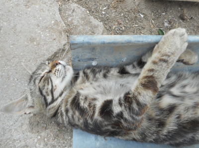 Kočičí siesta