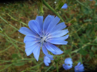 Čekanka