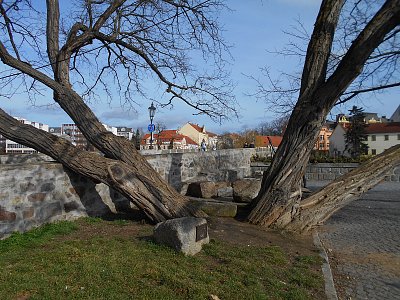 Strom hrdina