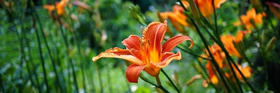 Letní barvy květin