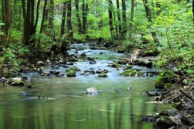 Divoká Orlice