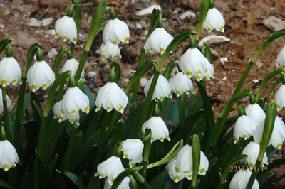 Dnešní trs bledulí