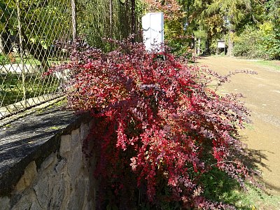 Dřištál za plotem...