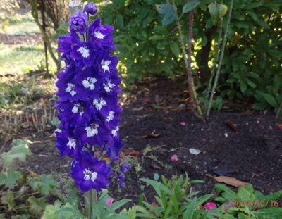 Druhé kvetení Ostrožky