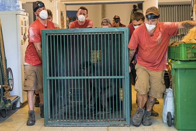 V Zoo Praha se stěhovaly gorily 