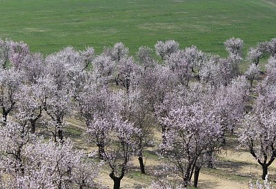 V Hustopečích už kvetou mandloně