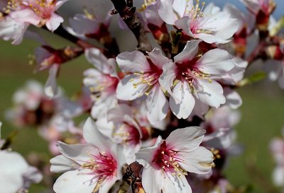Když kvetou mandloně