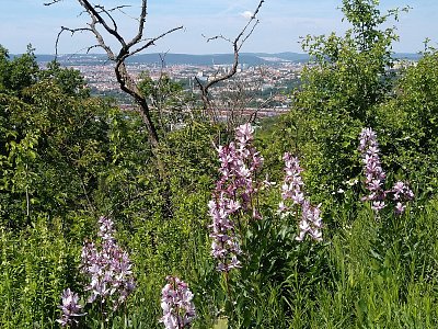 Brno za kytičkami