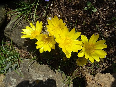 Hlaváček jarní na skalce..