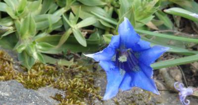 Zatím jen jeden květ hořce