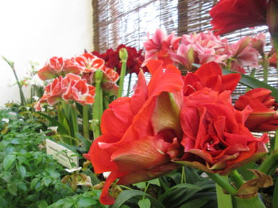 Hvězdníky na výstavě