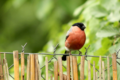 Naši ptáci - hýl obecný