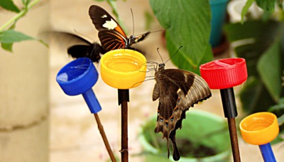 I motýli mají žízeň...