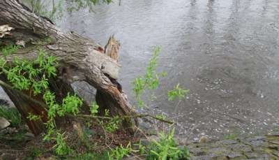 I stromy mají bolesti