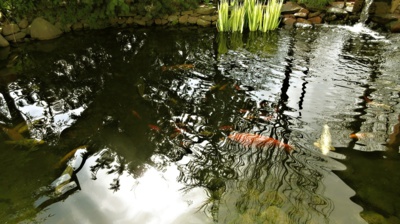 Rybičko zlatá , přeju si ...