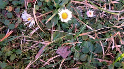 Tři lednové krásky sedmikrásky