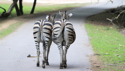 Jak říkám, ... zase to po sobě neuklidila !!!