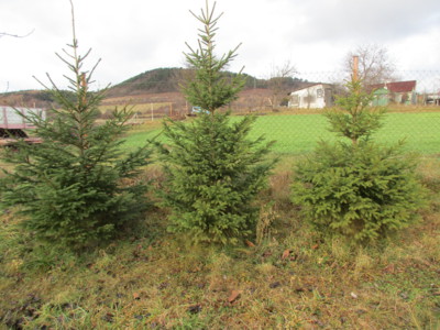 Tak, který půjde letos ?