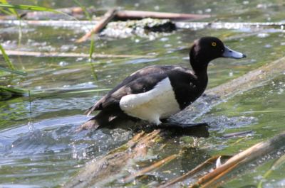 Přes překážku...