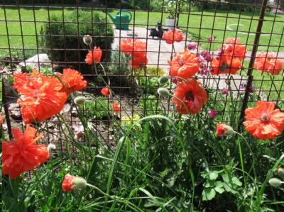 Tančící makové panenky