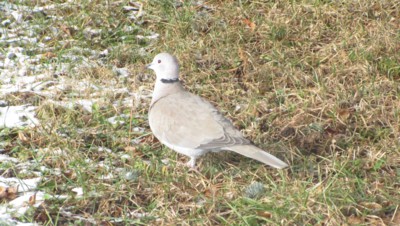 H H...hejnická hrdlička