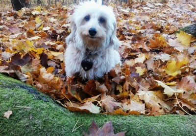 V podzimní peřince...