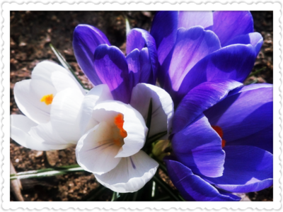 Barva nevinosti a indigová nebeská...