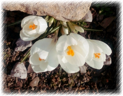 Květy čistoty a nevinosti...