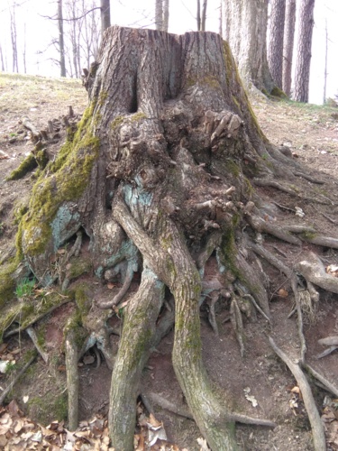 pamětník dávných časů