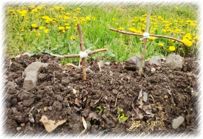 Žehnání polím - Svatomarkovské procesí.